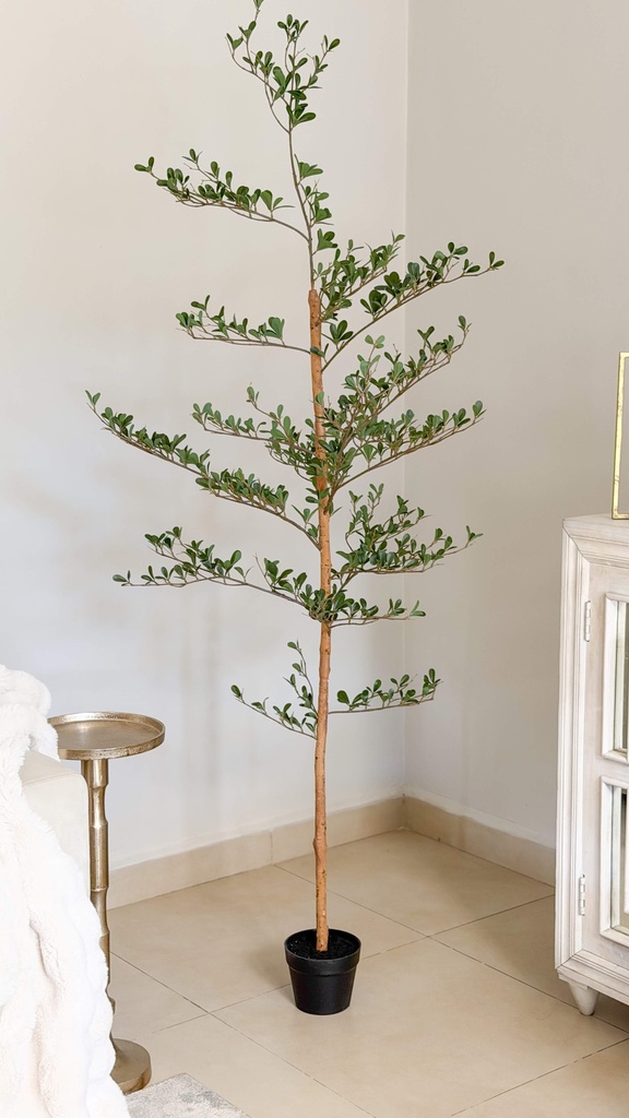 Arbol de olivo negro vena natural