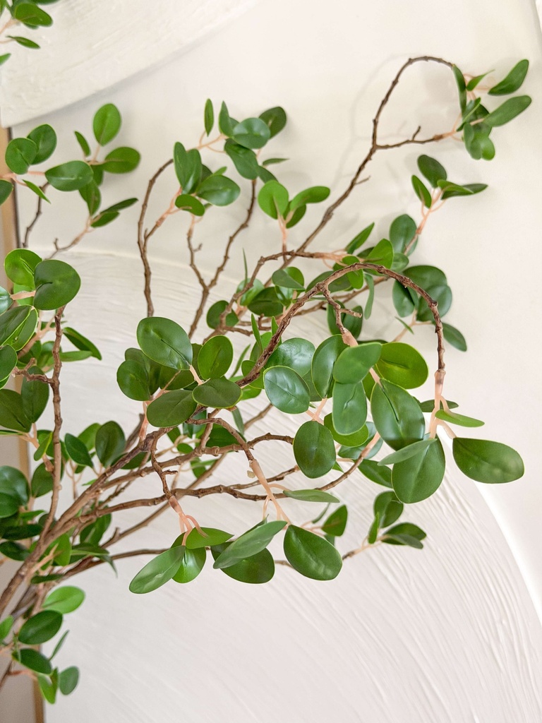 Rama de ficus Bonsai