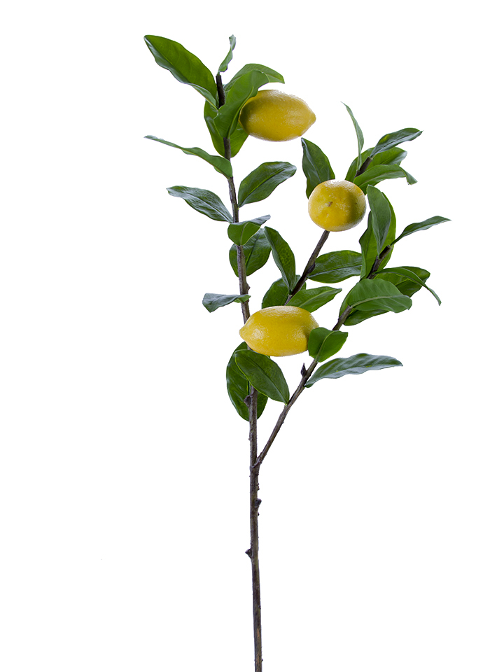 Rama de limon 3 ramas