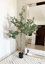 Arbol de Eucalipto