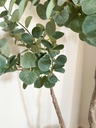 Arbol de Eucalipto