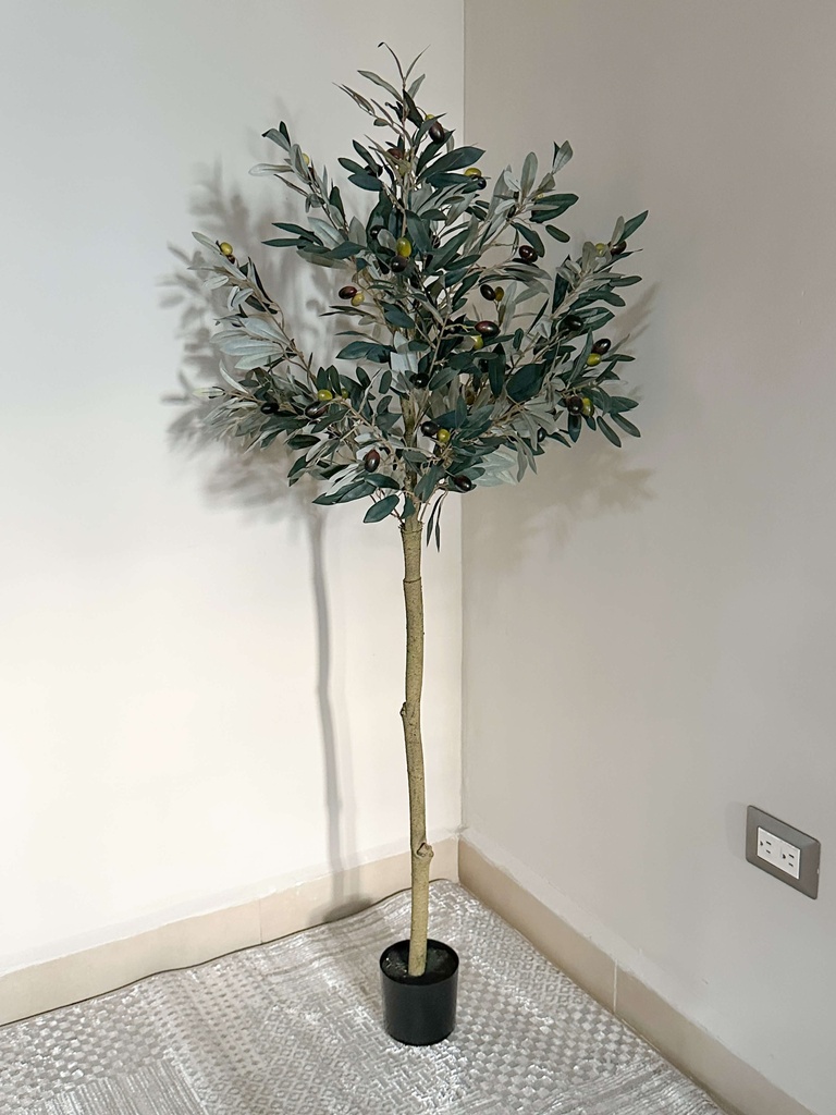 Arbol de olivo con fruto