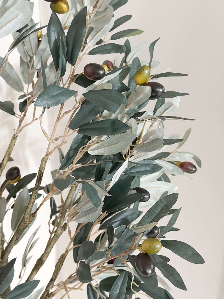 Arbol de olivo con fruto