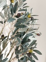 Arbol de olivo con fruto