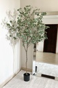 Arbol de eucalipto