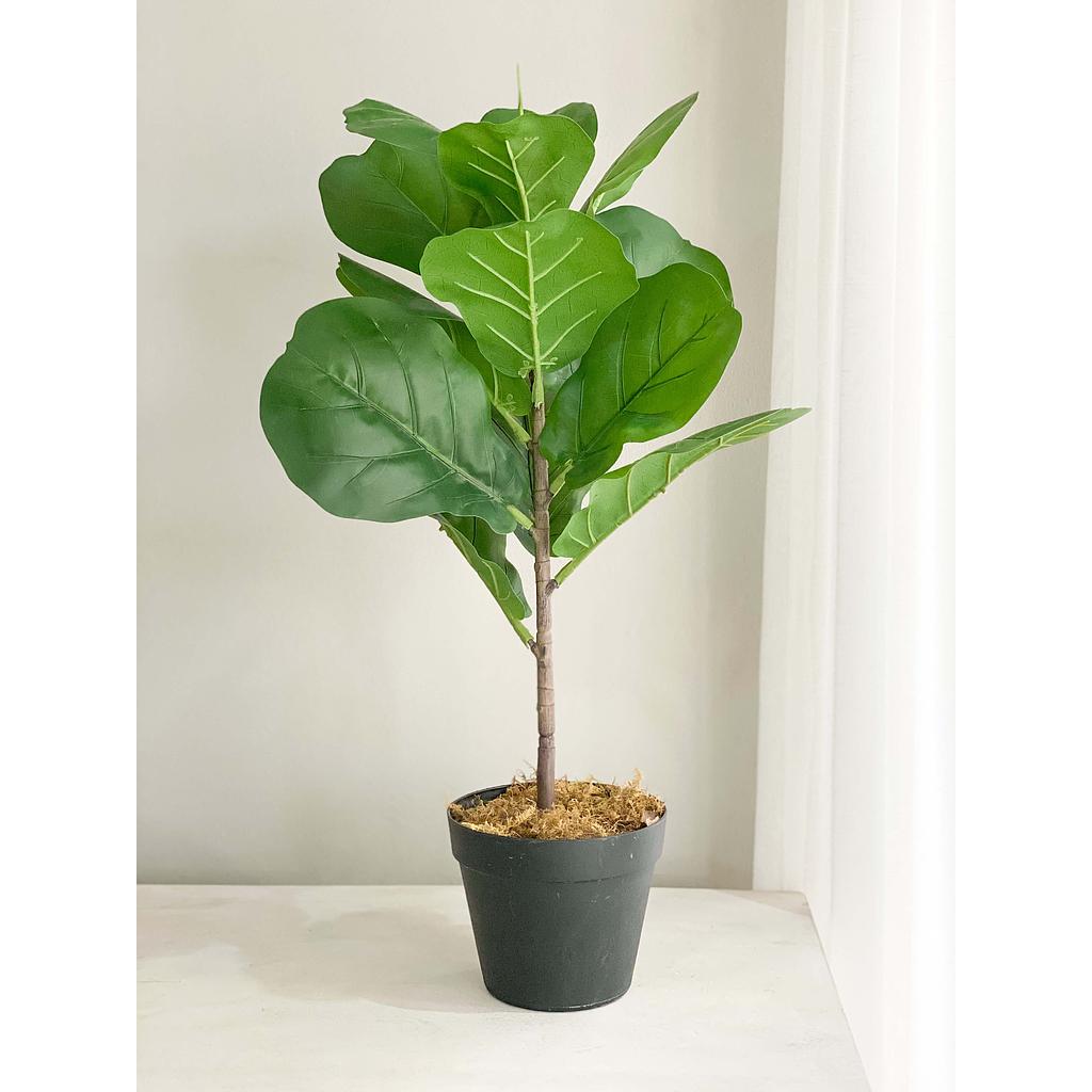 Arbol pequeño fig tree