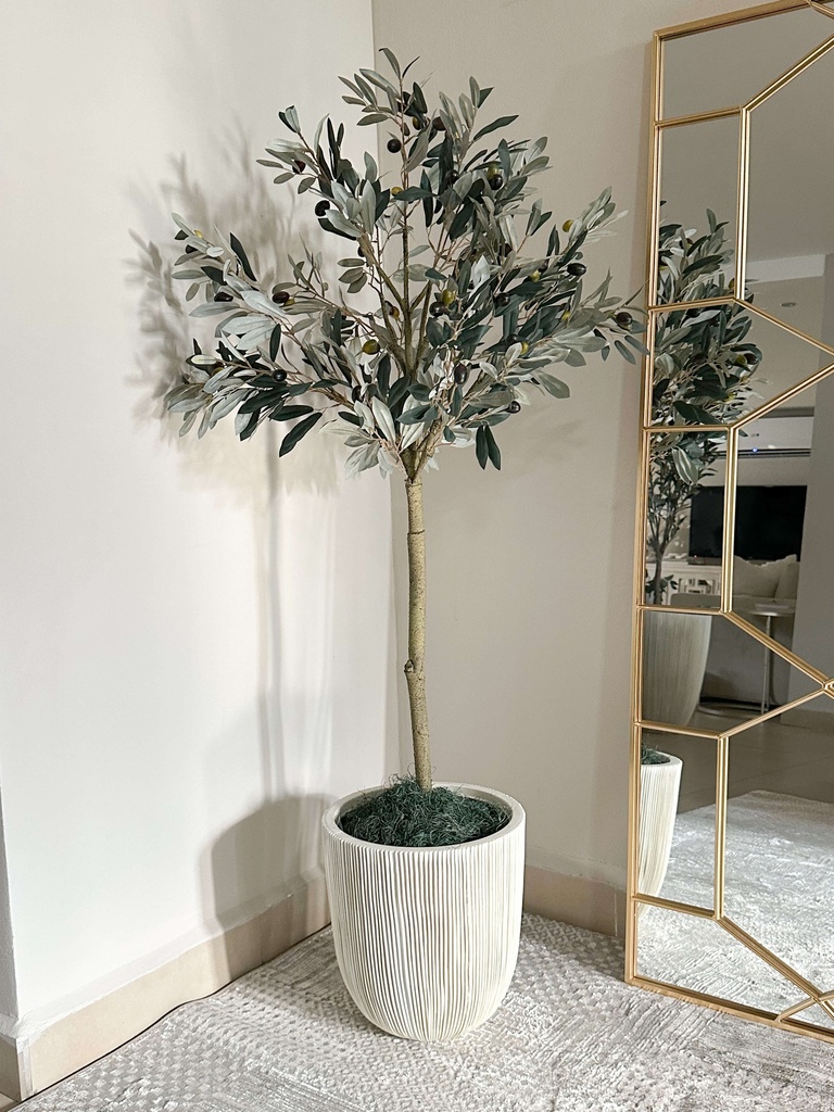 Arbol de olivo con fruto