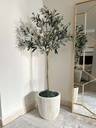 Arbol de olivo con fruto