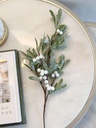 Rama mistletoe nevada