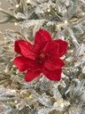 Magnolia roja velvet