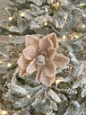Magnolia velvet champagne piedras transparentes