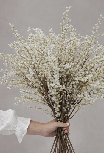 [ST1083CR33] Rama de sauce blanco