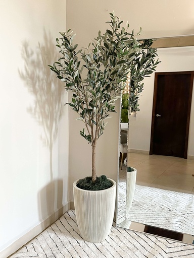 [MTF24621] Arbol de olivo grande